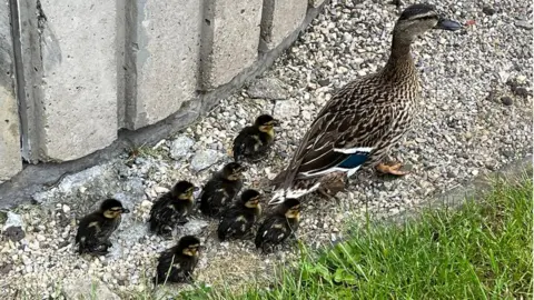 TWFRS Mother and ducklings