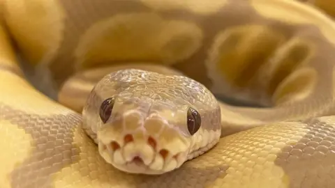 A beige and green coloured Royal Python. It is curled up and looking directly at the camera.