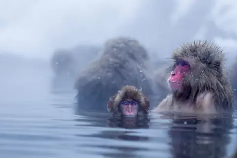 Getty Images In a part of Japan, troops of snow monkeys seek relief from cold temperatures in natural geothermal pools