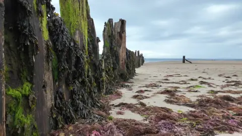Moss covered wood on a sandy beach.
