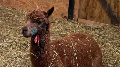 Katherine Ganczakowski/BBC A brown alpaca, sitting down on some straw in a barn. There is a wound on its face. 