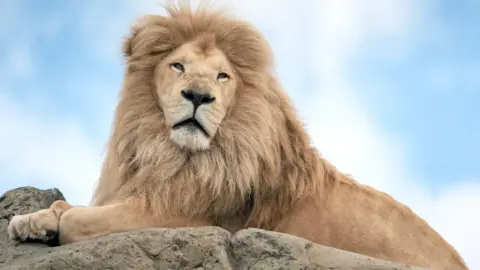 A pale-coloured male lion lies on a rock against a blue and white sky.
