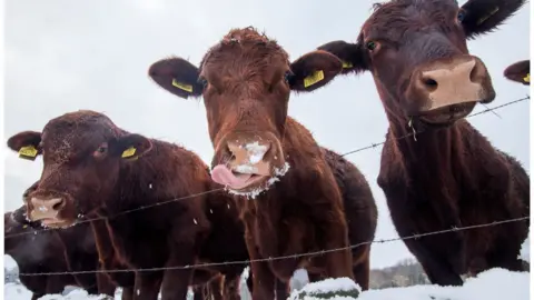 Getty Images Cows in the snow