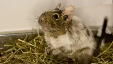PA Media Greg the degu