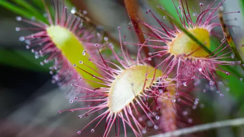 Tony Jolliffe / BBC  Oblong-Leaved Sundew