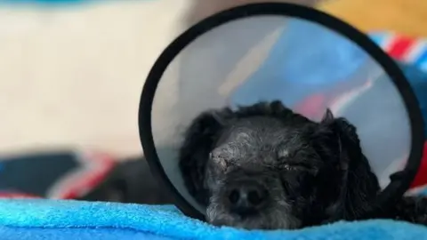 Christie Powell Toy poodle Poppy