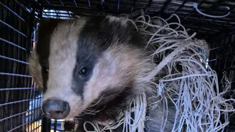 A badger sits in a metal rescue cage, wrapped in a bits of goal netting