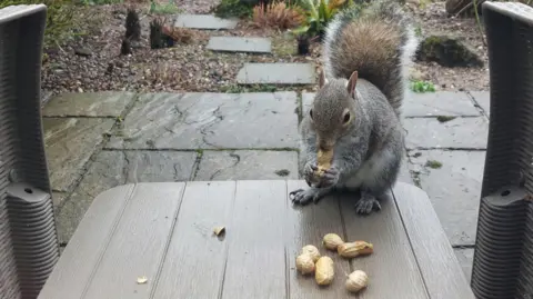 This Blue Yonder Squirrel