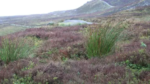 The Moorland Association Moorland heather