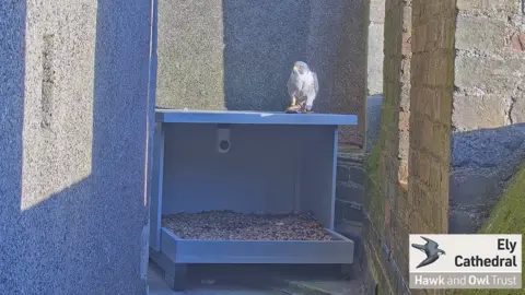 Hawk and Owl Trust Ely Cathedral peregrine falcons