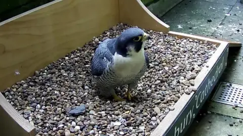 Salisbury Cathedral A peregrine falcon in a nesting box. The nesting box has the words "Salisbury Cathedral" written on it. The box is resting on a narrow path/walkway.