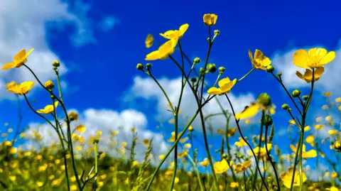 Yellow buttercups against the blue sky 