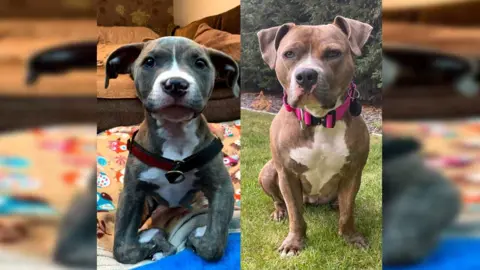 RSPCA Winnie before and after treatment