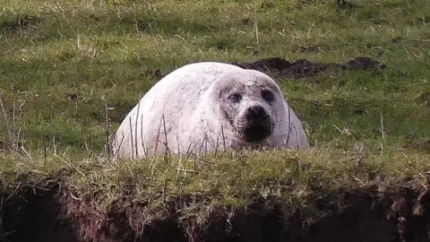 Karen Hargreave Seal in a field