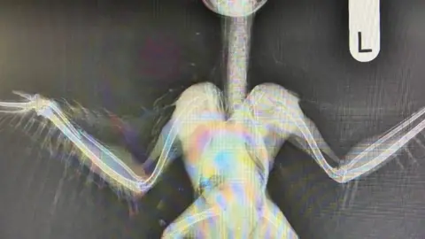 Wildlife Rescue - Moyles Court X-ray showing chest and both wings of the owl - on the left side a fracture is seen