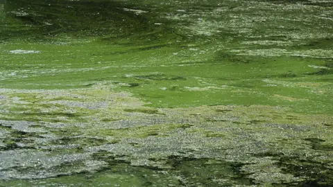 Getty Images Blue-green algae on Lough Neagh. The water is different shades of green.