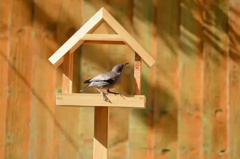 Steve Flew Bird table
