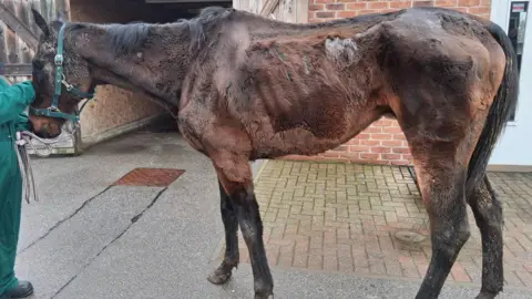 Bransby Horses A thin horse stands wering a green head collar. A member of staff dressed in a green overall can be seen just out of shot. 