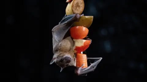 Tom Anders/Longleat A bat hanging upside down from a fruit and veg kebab - it is hugging the food, which is a carrot, apple, tomato and banana. The bat is a dark brown colour with furry body and small, slightly pointy ears with big black eyes.