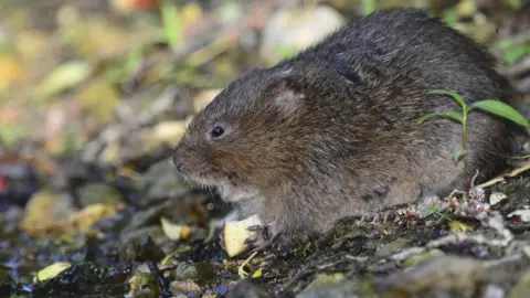 Science Photo Library Water vole