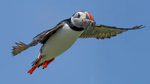 Graeme Carroll A puffin flies with a mouth of small fish