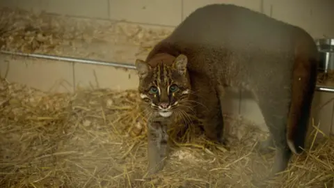The Big Cat Sanctuary & Hertfordshire Zoo Frank the Asian golden lion, walking towards the camera, in a room, with hay on the floor, he has deep blue eyes, brown fur, that looks in bad condition 