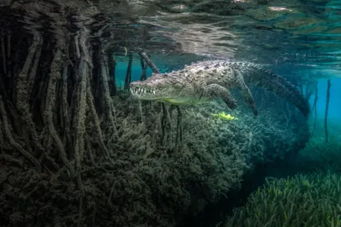 Jenny Stock An underwater photo of a crocodile swimming amongst mangrove roots