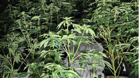 Close up of cannabis plants lit by a camera flash, with rows of the same plants going off into the distance in a darkened indoor unit 