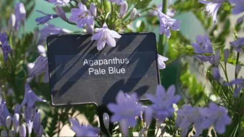 An image of a flower pot, filled with delicate, lilac flowers. A black rectangular signs sits in the centre with the label "Agapanthus Pale Blue".