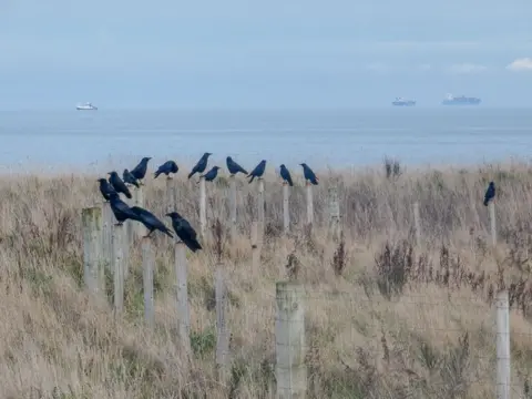 Emma Legge Dozens of black birds perch on a line of wooden fence posts in a grassy coastal field, with the sea and several distant ships visible on the horizon.