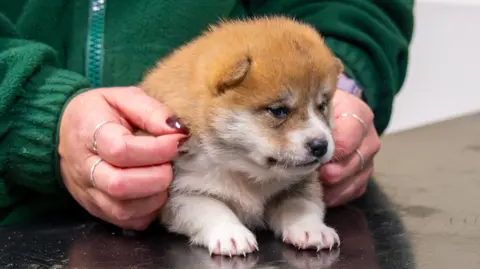 A tiny puppy is sitting on a table being examined. The fluffy puppy is ginger and white and a woman's hands are holding onto the animal
