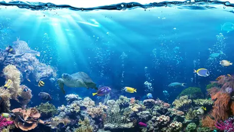 Getty Images Fish in the ocean