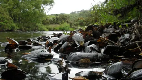 Scottish Natural Heritage Dead pearl mussels on the River Kerry near Badachro Bridge