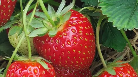 Strawberries at Hill Farm, Peterborough