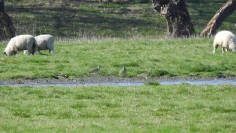 JULIE CUTHBERT Curlews in a field.