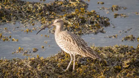 Getty Images Curlew