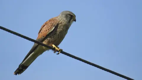 RSPB/Matt Wilkinson A Kestrel on a telephone wire