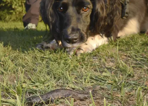 Nick Upton/Wessex Water  Newt dog Freya