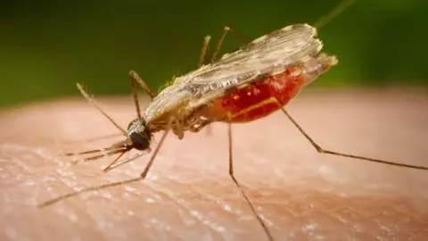 An Anopheles minimus mosquito that can transmit malaria