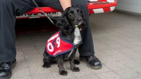 Northants Fire and Rescue Olive, Northamptonshire's wellbeing dog