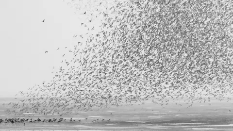 The display of knot in Norfolk only happens at very high tide during autumn or early spring.