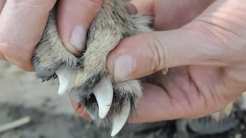 A Wilson RVC A cheetah’s claws are semi-retractable giving them more grip for better manoeuvring.