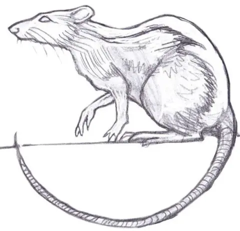 PJ Lynch Rat