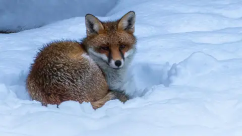 Weather Watchers/EmCJ A fox lying on a thick layer of snow. The fox’s body is curled slightly, with its reddish-brown fur standing out against the bright white snow. The fox’s ears are upright and visible. The surrounding snow is uneven, with soft mounds and depressions.
