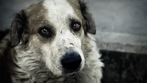 Getty Images A dog with sorrowful eyes looks at the camera. The dog's hair is matted and it looks dirty. It is in front of a mouldy white wall.