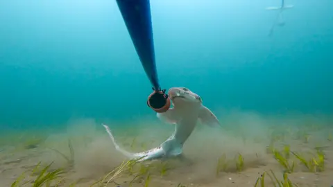 Manx Shark Foundation A nursehound shark is on the sea bed next to a long rod.