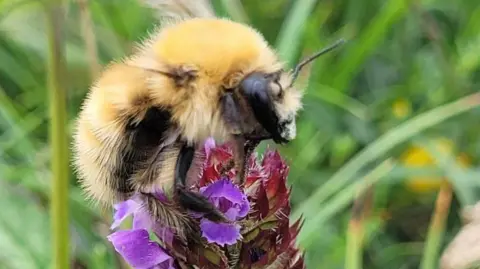 Pip Cook A bumblebee sat on a purple flower. There are green plants in the background. 