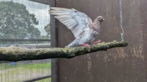 RSPCA A white and brown pigeon stands with its wings outstretched, on a branch hanging inside an enclosure with a mesh wire.