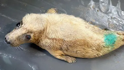 A beige coloured seal pup with puppy-dog style eyes