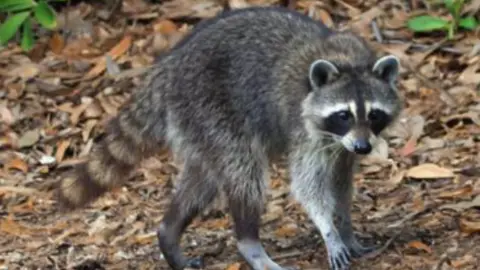 A Racoon populates the Sebastian Inlet State Park on February 16, 2025 in Merritt Island, Florida.